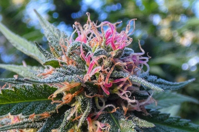 How Oxidation Works to Get Rid of Weed Smell How Oxidation Works to Get Rid of Weed Smell